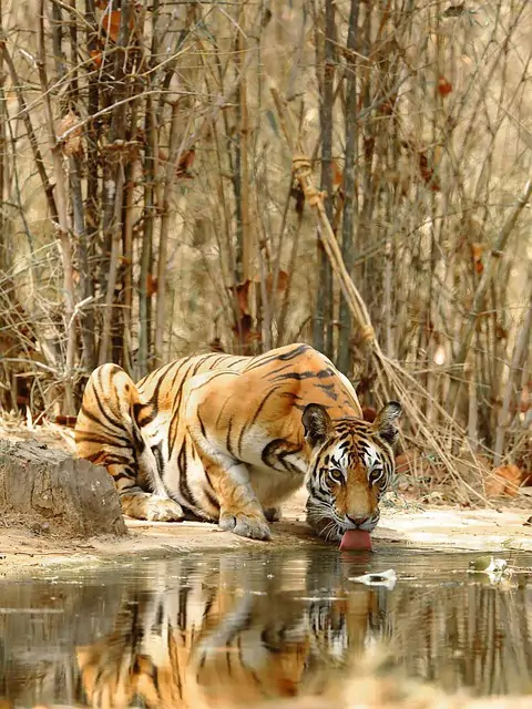 Fauna del sur de la india