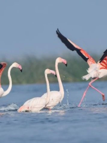 Explorar el lago Chilika