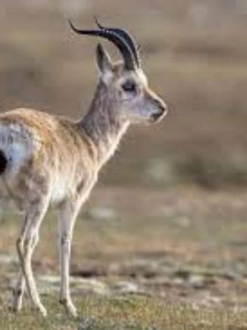 Safari de vida silvestre en Ladakh