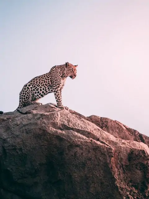 Safari de leopardos en Rajasthan