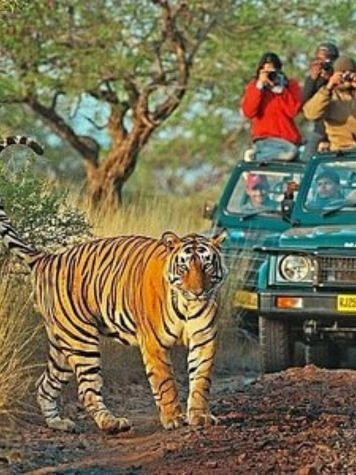 Parque Nacional Ranthambore, Rajastán