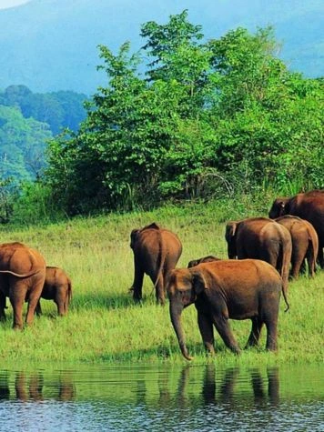 Parque Nacional Periyar, Kerala