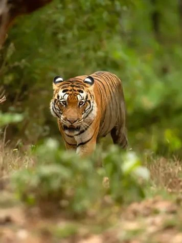 Parque Nacional Kanha, Madhya Pradesh