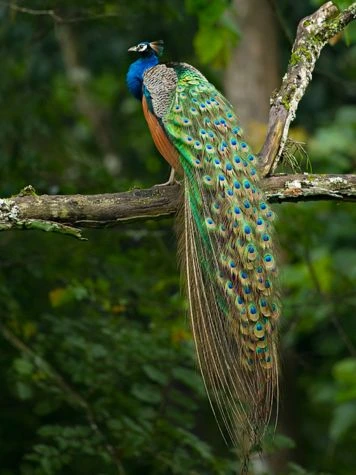 Parque Nacional Bandipur, Karnataka