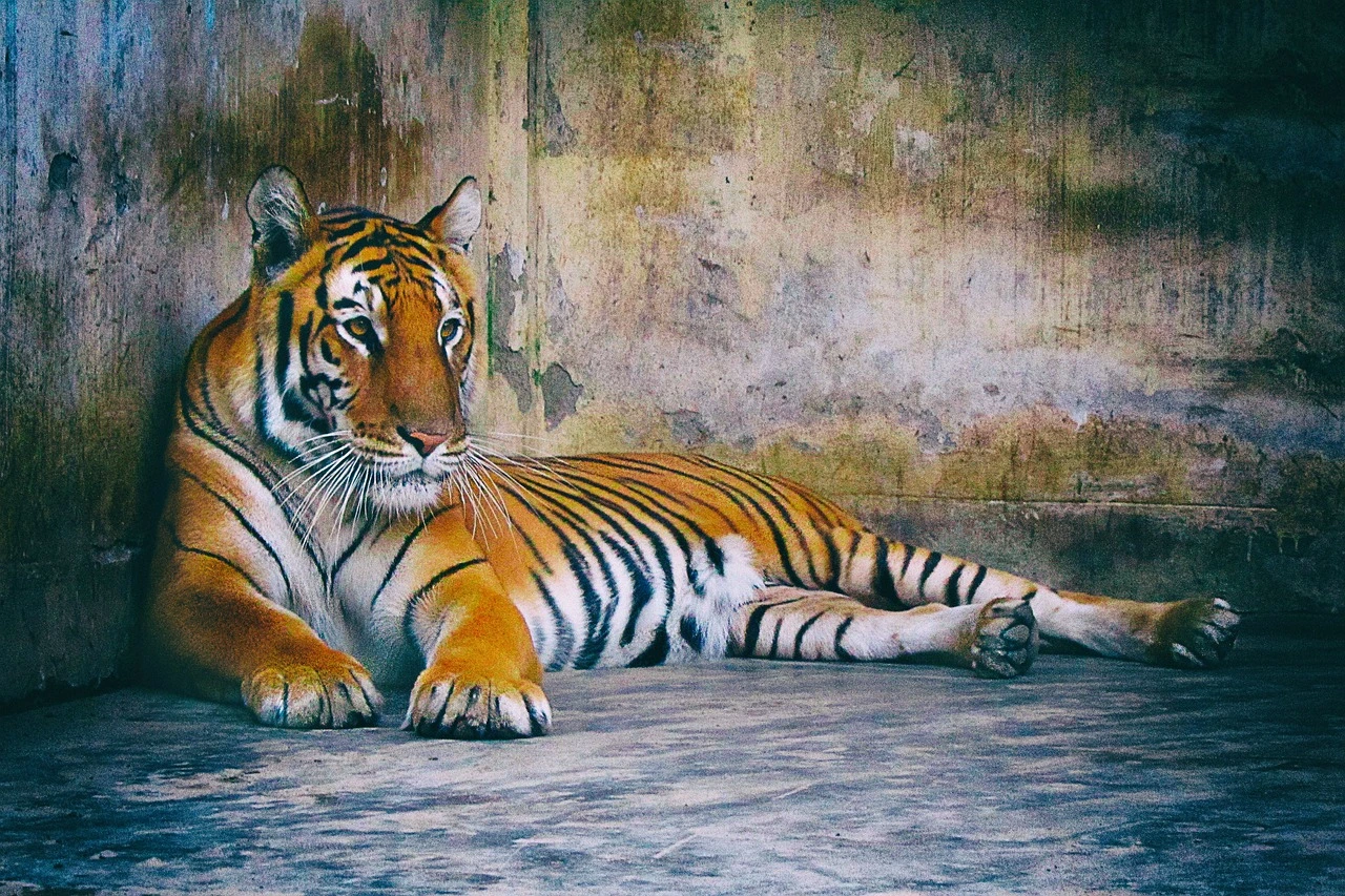 Tigre de Bengala en el parque de Kanha — receptivo safari India central